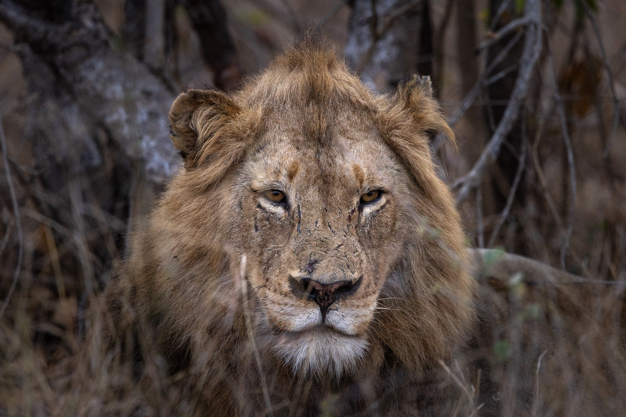 Close up of a lion