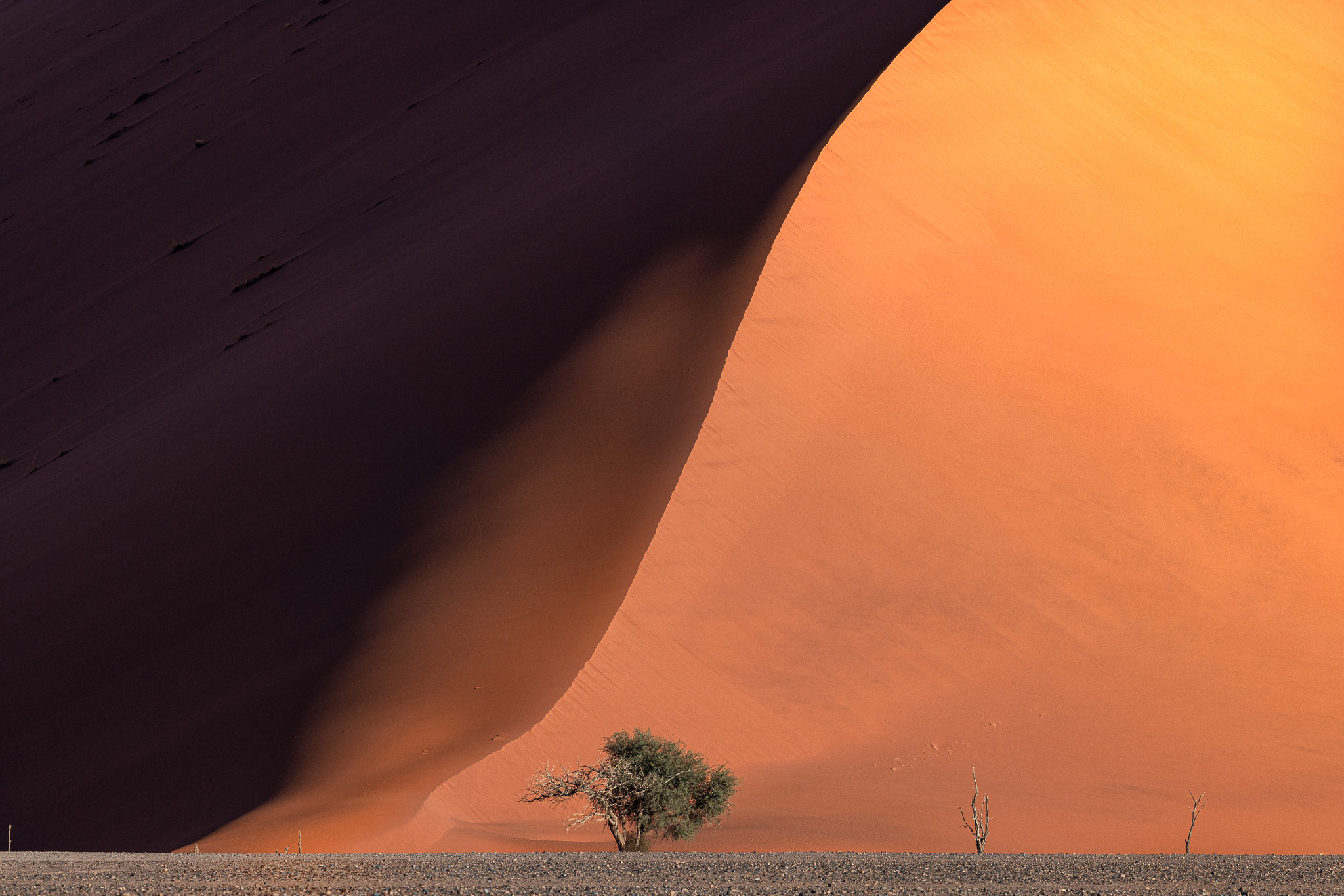 A towering red sand dune in Sossusvlei National Park with a tree in front